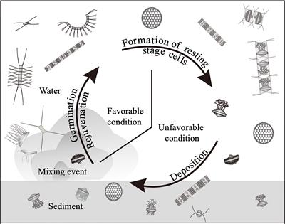 Life Cycle Strategies of the Centric Diatoms in a Shallow Embayment Revealed by the Plankton Emergence Trap/Chamber (PET Chamber) Experiments